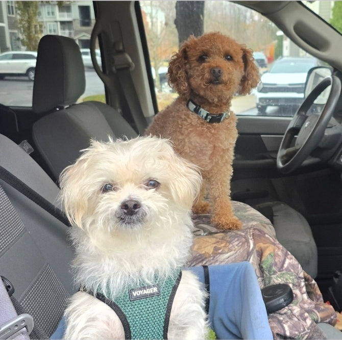 Animal Shelter Christmas FUNdraiser!